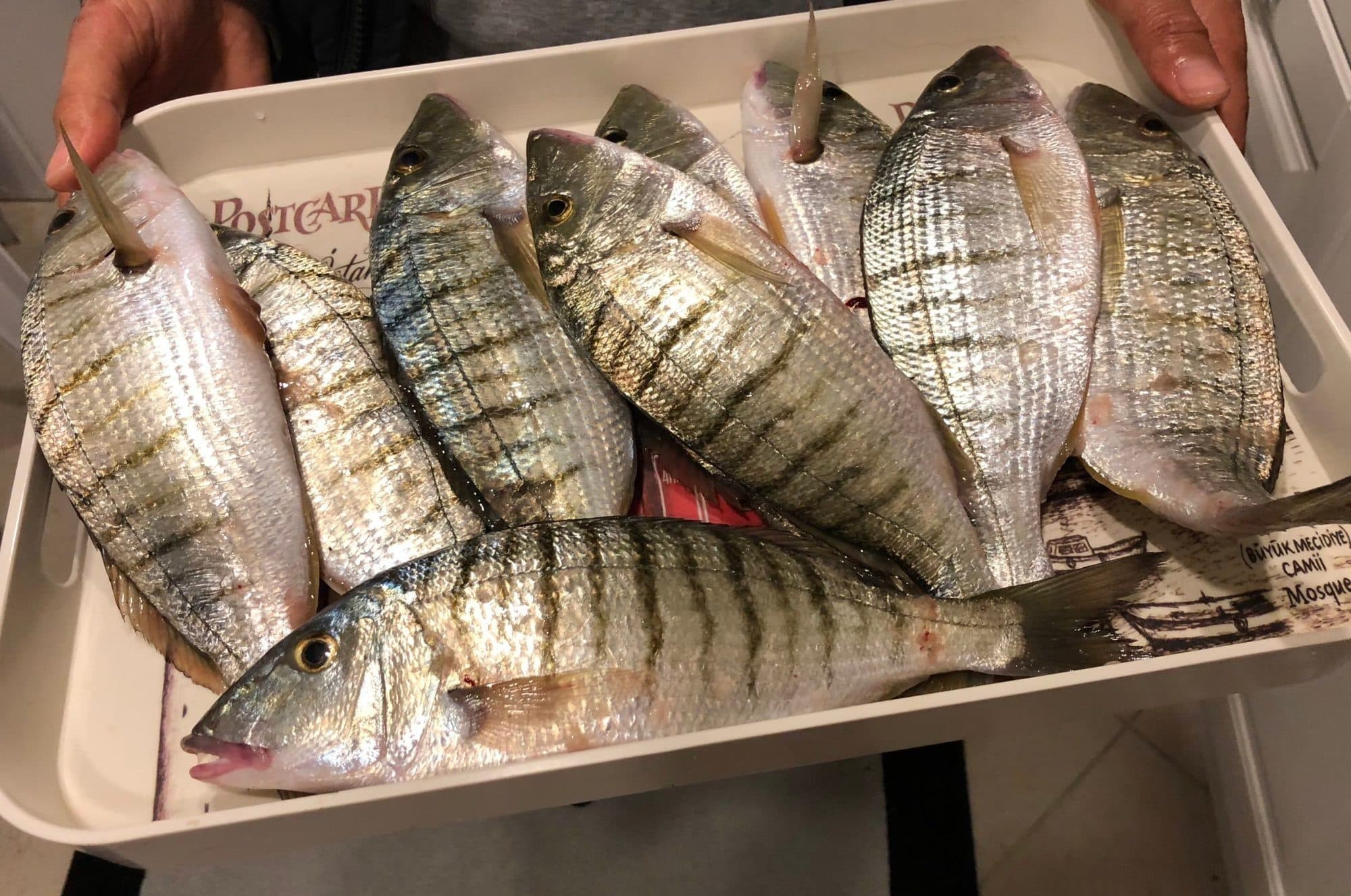 Canlı Bibi Nedir? Kıyıdan Avda Neden Bu Kadar Etkilidir?